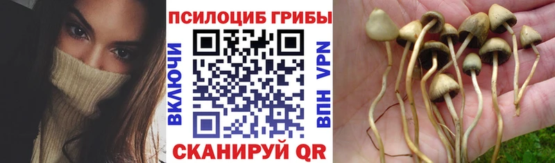 мега рабочий сайт Бокситогорск Псилоцибиновые грибы прущие грибы